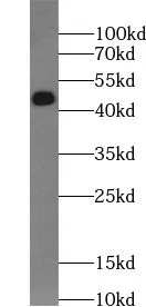USF2 antibody - image 1