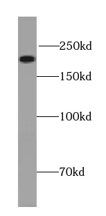 UNC13A antibody - image 1