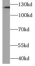 HIF1A antibody - image 1