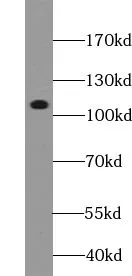 TTI1 antibody - image 1
