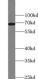 UNC5CL antibody - image 1