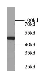 VPS4B antibody - image 1