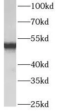 ATP5F1B antibody - image 2