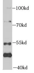 MAP3K20 antibody - image 2