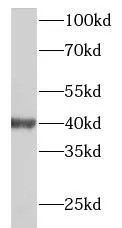 RP2 antibody - image 2