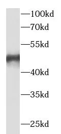VPS37A antibody - image 2