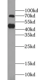 TRIM5 antibody - image 2