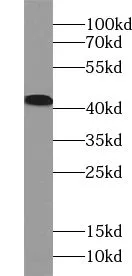 UROD antibody - image 1