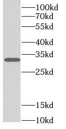 Luciferase antibody - image 1