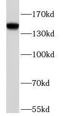 BRD1 antibody - image 1