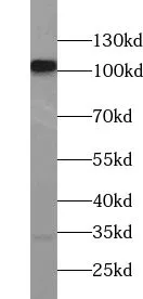 USP10 antibody - image 1