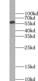 ZNF703 antibody - image 1