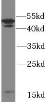 CASP2 antibody - image 1