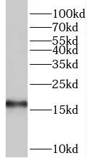 TRAPPC2 antibody - image 1