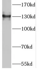 TNS3 antibody - image 1