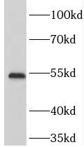 TOM1 antibody - image 1