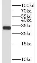 TRIAP1 antibody - image 1