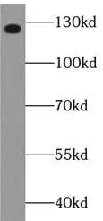 PIK3CG antibody - image 1