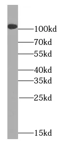 UNC5C-Specific antibody - image 1