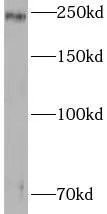 TJP1 antibody - image 1