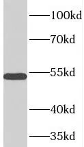 TOM1L1 antibody - image 2