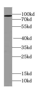 C2CD2L antibody - image 1