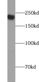 ERCC5 antibody - image 1