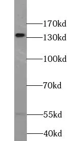 TRERF1 antibody - image 1