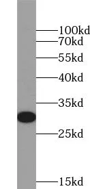 YIPF5 antibody - image 1