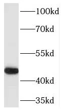 TRAF1 antibody - image 1