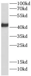 RNF34 antibody - image 1