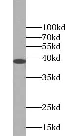 TSPAN5 antibody - image 1