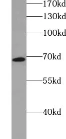 VPS33A antibody - image 1