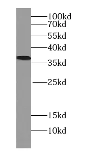 PLAUR antibody - image 1