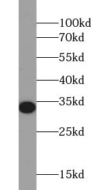 TSPAN2 antibody - image 1