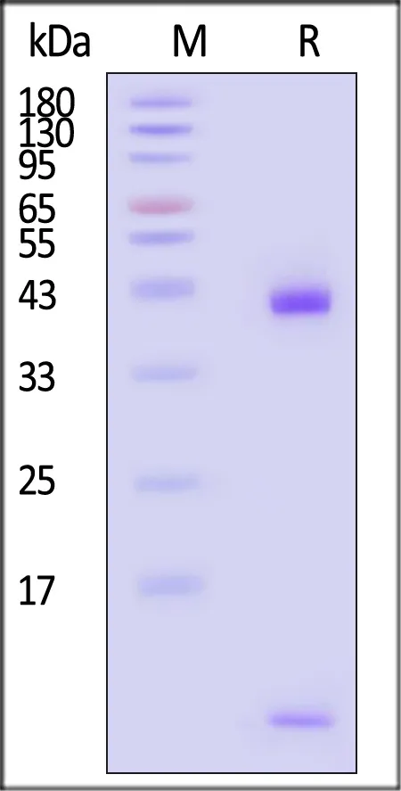 Biotinylated Human HLA-A*02:01&B2M&EBV LMP2A (CLGGLLTMV) Complex Protein (Monomer, MALS verified) - image 1