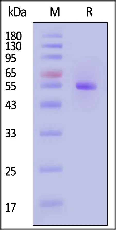 Biotinylated Chimeric HLA-A*02:01 (H-2Kb α3)&B2M&GP100 (YLEPGPVTA) Complex Protein (Monomer, MALS verified) - image 1