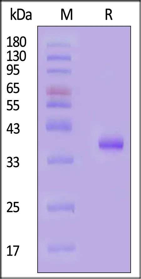 Human IGF-I Protein, Fc Tag (MALS verified) - image 1
