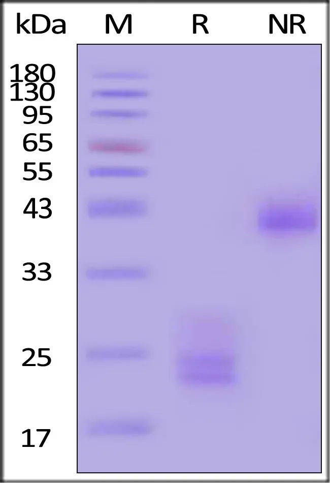 Biotinylated Human CD3 epsilon&CD3 delta Heterodimer Protein, His,Avitag™&Tag Free (MALS verified) - image 1