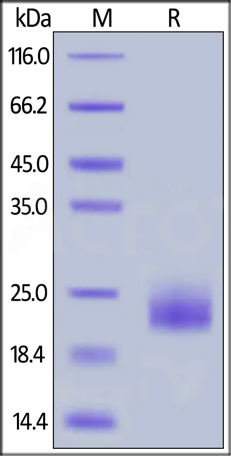 Canine GITR / TNFRSF18 Protein, His Tag - image 1