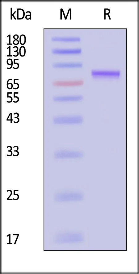 AAV5 VP1, Recombinant Protein - image 1