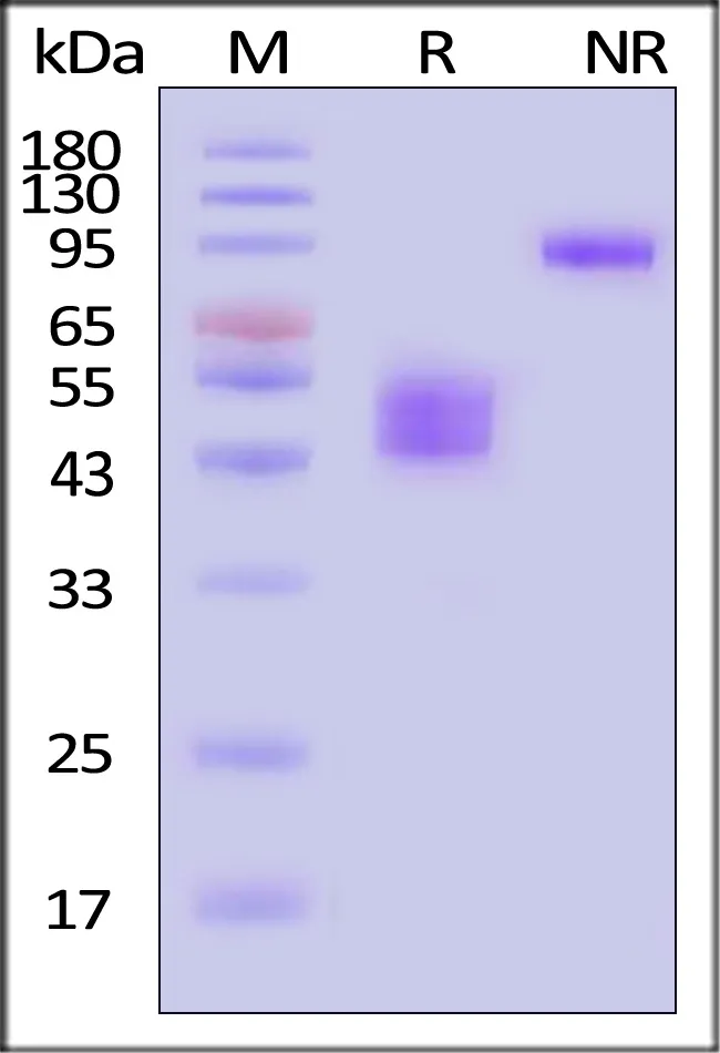 Human CD3 epsilon&CD3 gamma Heterodimer Protein, Fc Tag&Fc Tag (MALS verified) - image 1