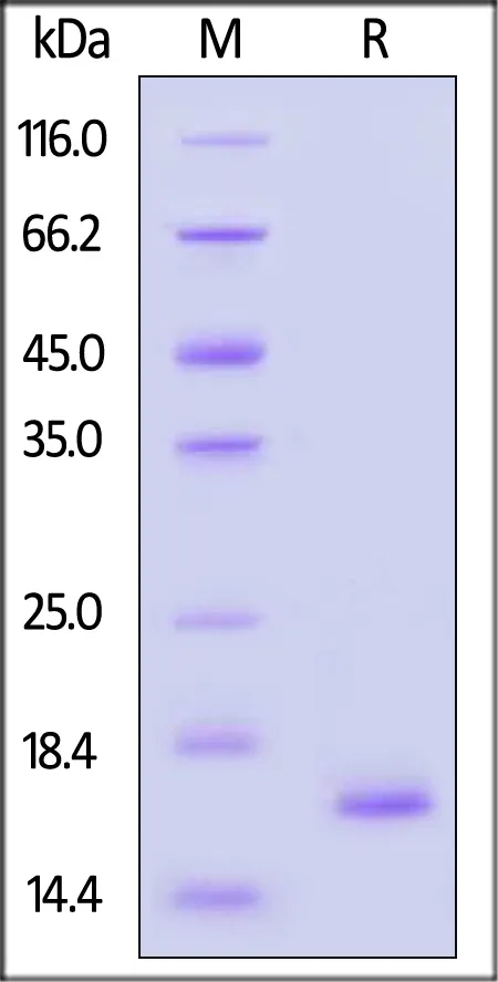 GMP Human FGF basic Protein - image 1