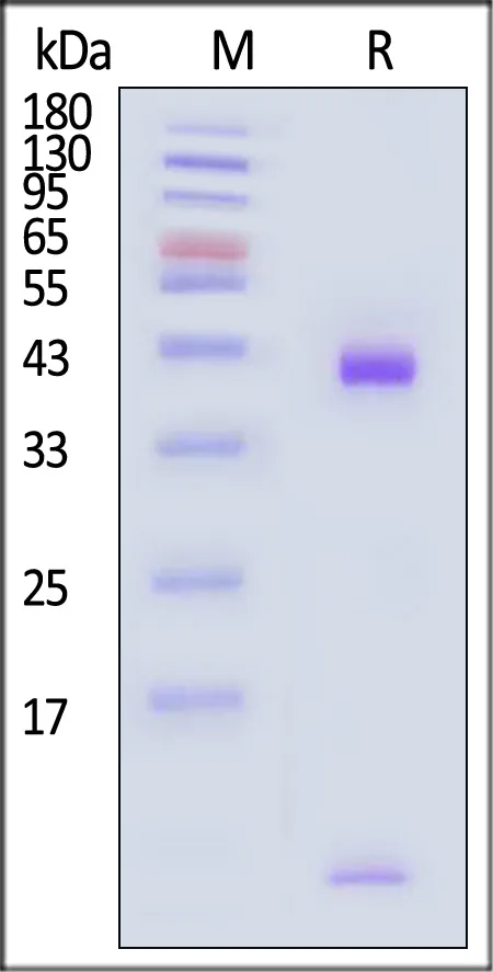 Biotinylated Human HLA-A*11:01&B2M&KRASG12C (VVVGACGVGK) Complex Protein (Monomer, MALS verified) - image 1
