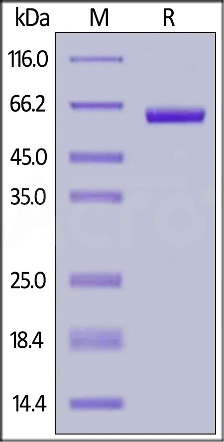 Biotinylated Human Siglec-15 / CD33L3 Protein, Fc,Avitag™ - image 1