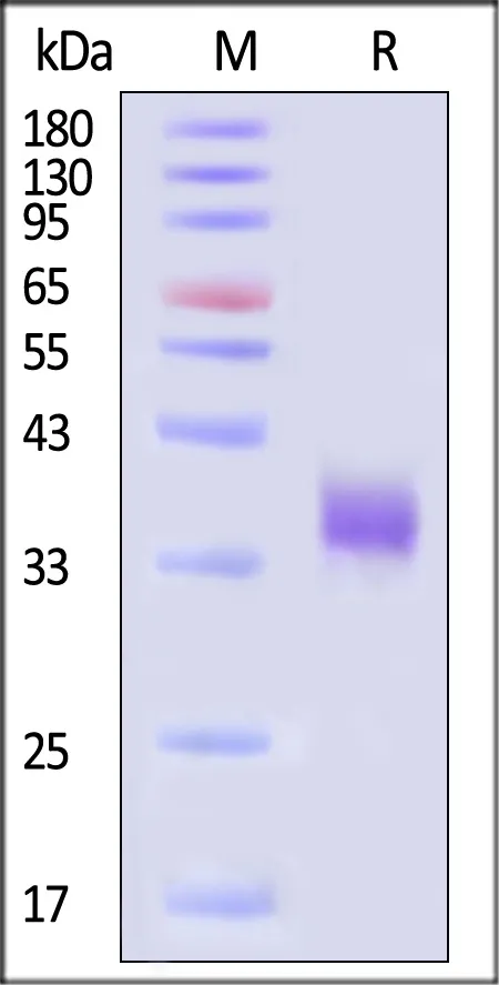 Biotinylated SARS-CoV-2 Spike RBD Protein, His,Avitag™ (XBB.1.16/Omicron) (MALS verified) - image 1