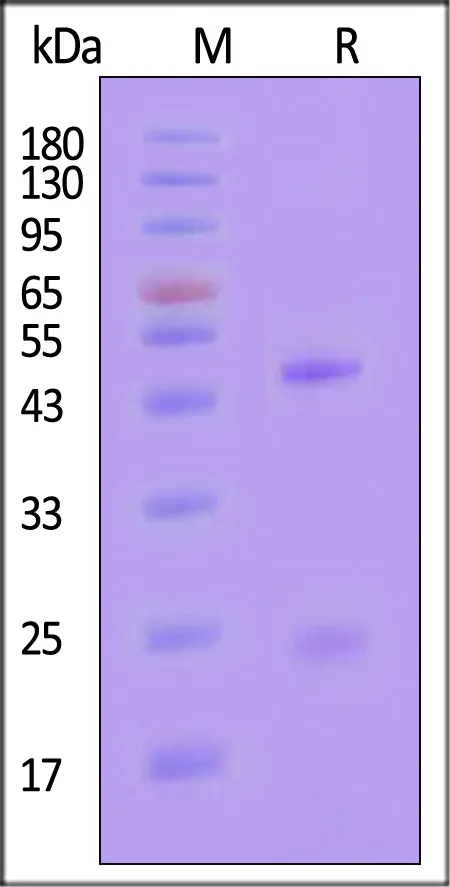 Monoclonal Anti-DXD&Exatecan Antibody, Mouse IgG1 (MALS verified) - image 1