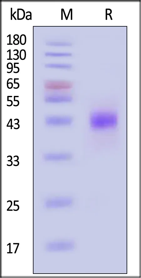 Marmoset CD3E&CD3G Heterodimer Protein, Fc Tag&Fc Tag (MALS verified) - image 1