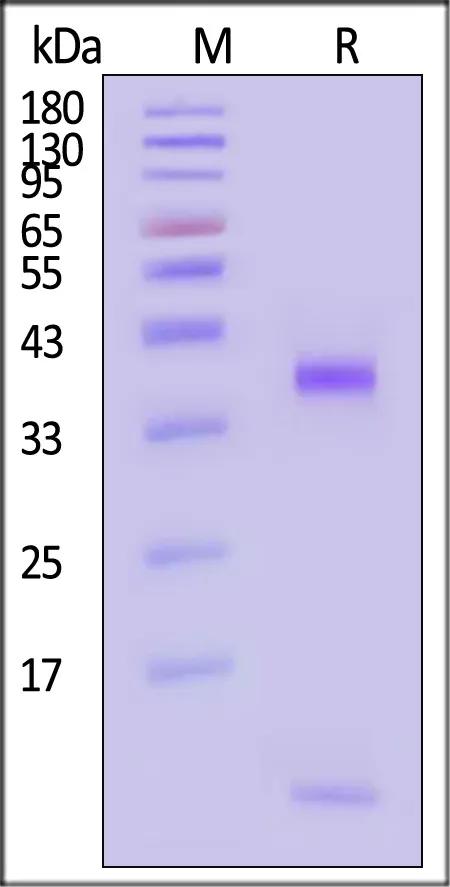 Biotinylated Human HLA-E*01:03&B2M&CMV UL40 (VMAPRTLLL) Complex Protein (Monomer, MALS verified) - image 1
