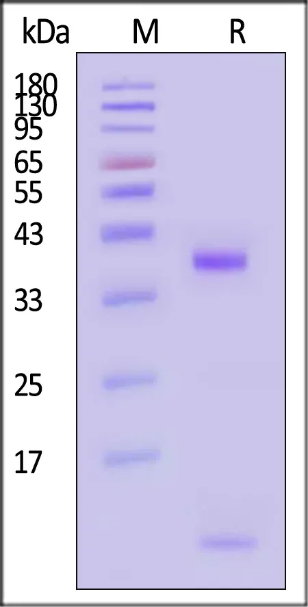 Biotinylated Human HLA-E*01:03&B2M&CMV UL40 (VMAPRTVIL) Complex Protein (Monomer, MALS verified) - image 1